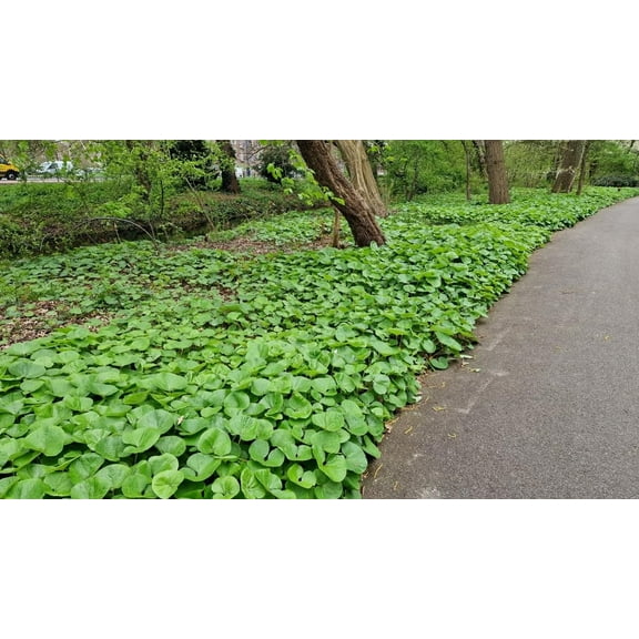 Wild Ginger Plants for Growing, Shade Loving Perennial, Great for Borders or Paths, Around Trees (3 Plants)