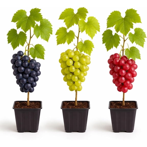 Wild Grapevine Planting Kit Outdoor Climbing Grape Vine Starter for Garden, Backyard Vertical Vine Decor, Easy Grow Kit