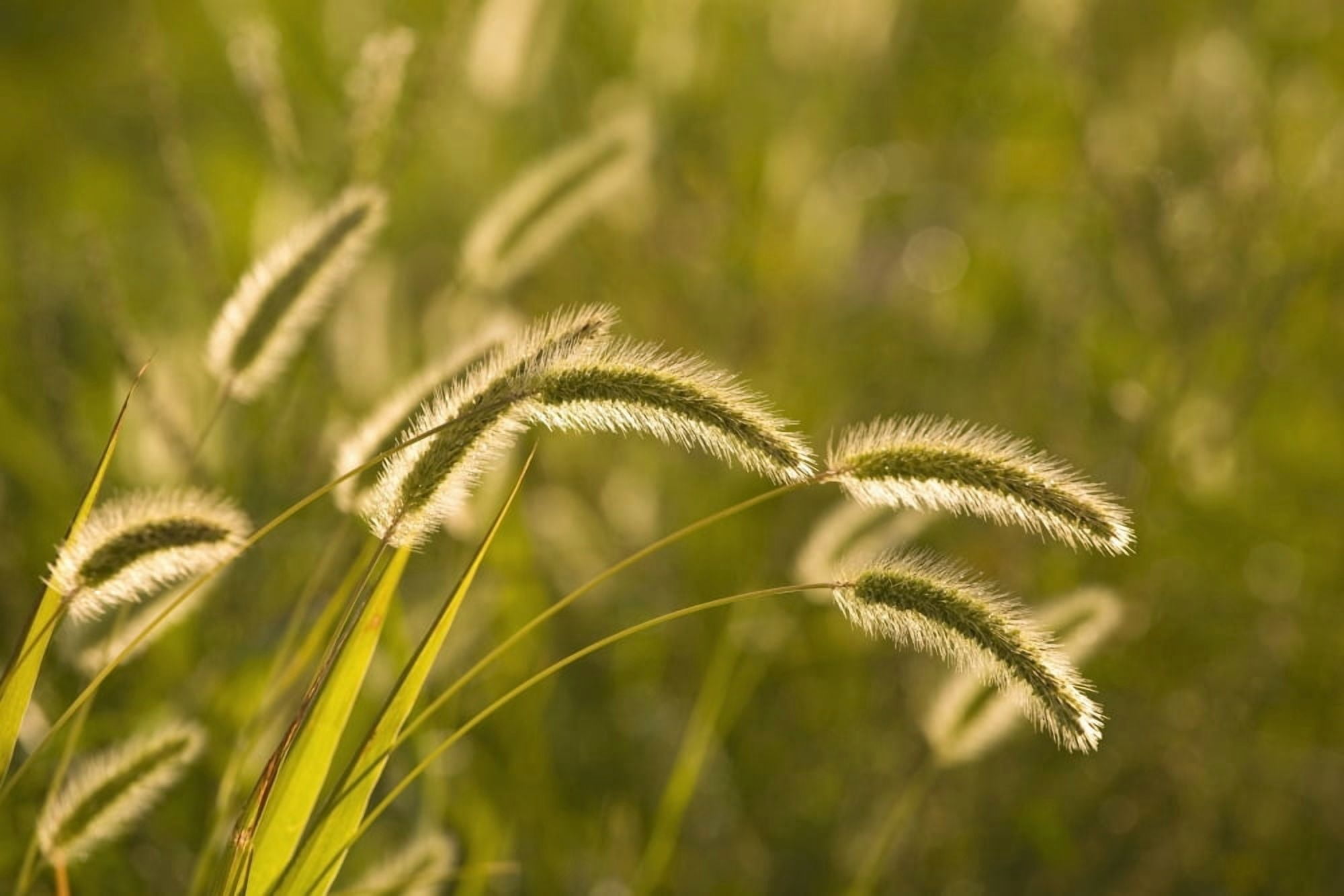 Wild Grass Canvas Art - David Chapman Design Pics (18 x 12)