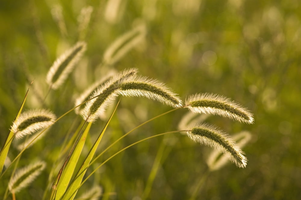 Wild Grass Canvas Art - David Chapman Design Pics (36 x 24)