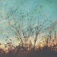 thumbnail image 1 of Wild Grass II Poster Print by Amy Melious (12 x 12), 1 of 2