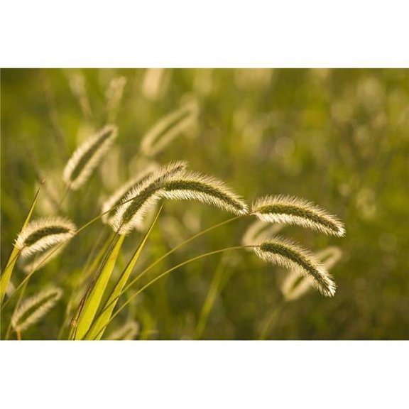 Wild Grass Poster Print, 18 x 12