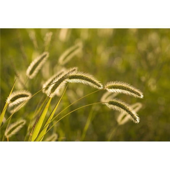 Wild Grass Poster Print - 36 x 24