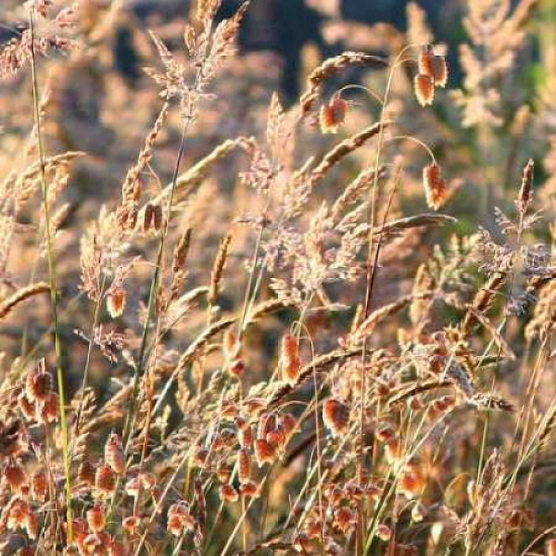 Wild Grasses Canvas Art - Rita Crane (24 x 24)