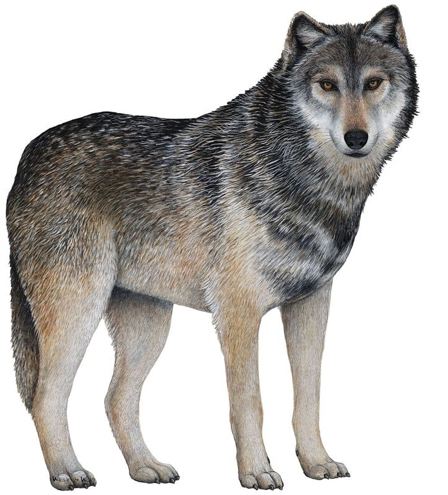 Walls of the Wild Gray Wolf Wall Decal Sticker - Walmart.com