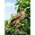 thumbnail image 1 of Wild Hawk standing on branch Garden Statue, 1 of 5