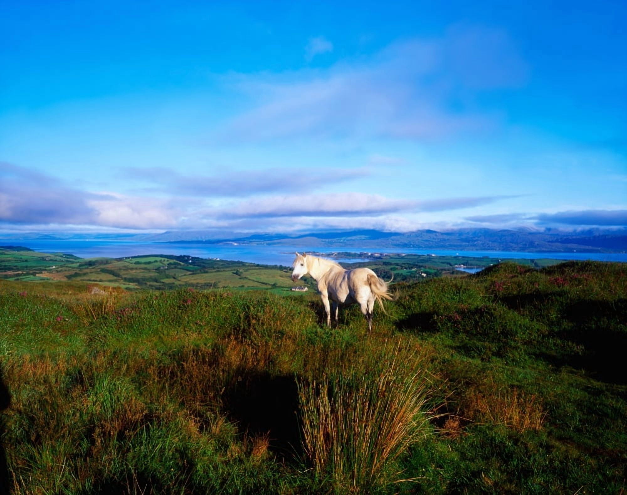 Wild Horse Bantry Bay Co Kerry Ireland Canvas Art - The Irish Image Collection Design Pics (34 x 26)