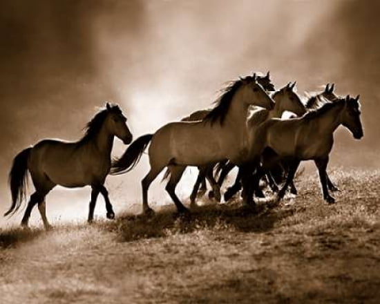 Wild Horses Canvas Art - Lisa Dearing (24 x 30)