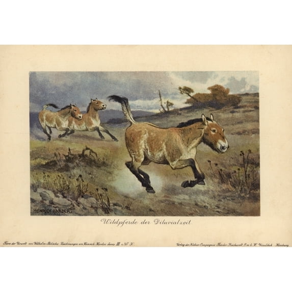 Wild Horses Of The Diluvial Era, Extinct Genusa Poster Print By ® Florilegius Mary Evans (36 X 24)