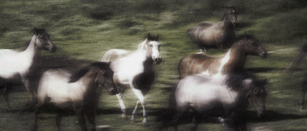 Wild Horses On The Move Canvas Art - Don Hammond Design Pics (42 x 18)