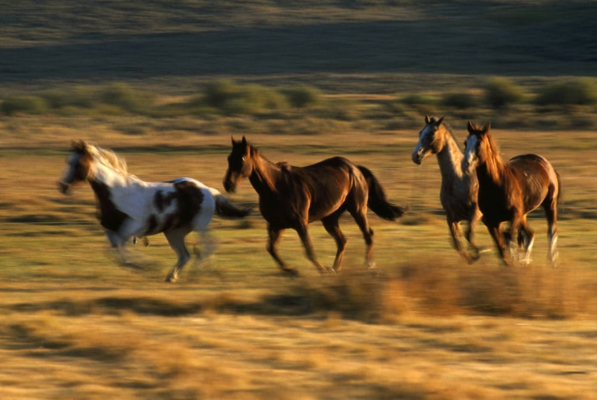 Wild Horses Running Together Canvas Art - Natural Selection Craig Tuttle Design Pics (36 x 24)