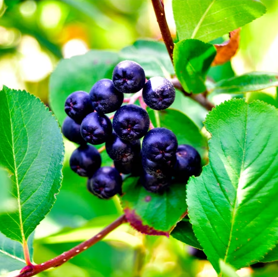 Wild Huckleberry Plant Live for Planting, Sweet Edible Berries, Native ...