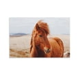thumbnail image 1 of Wild Icelandic Brown Horse Canvas Art Poster And Wall Art Picture Print Modern Family Bedroom Decor Posters,Unframe-style,08x12inch(20x30cm), 1 of 8