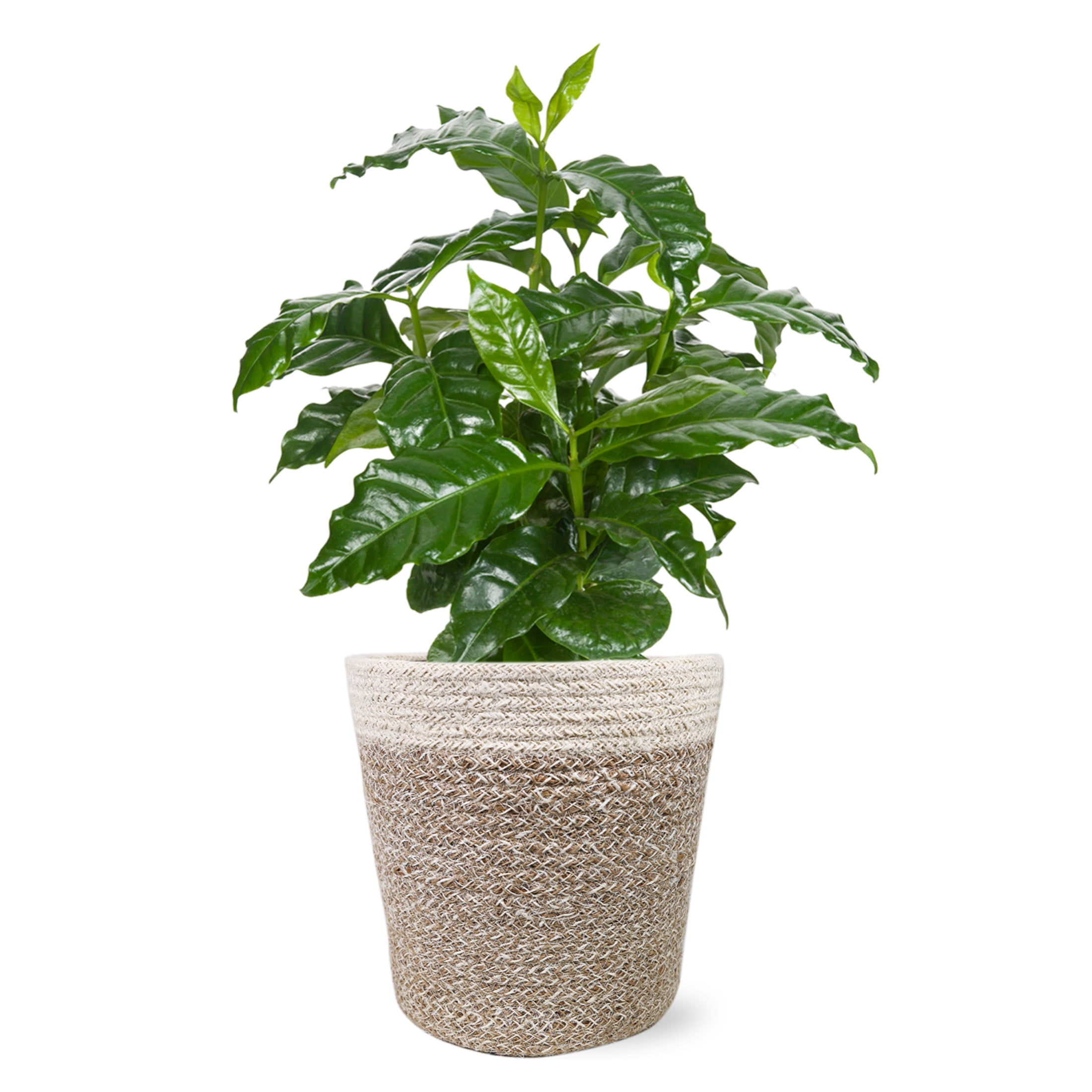 Wild Interiors 12-15 inch Coffee Live Plant in 5 inch Cream Jute Pot, House Plant, Size: 1 qt