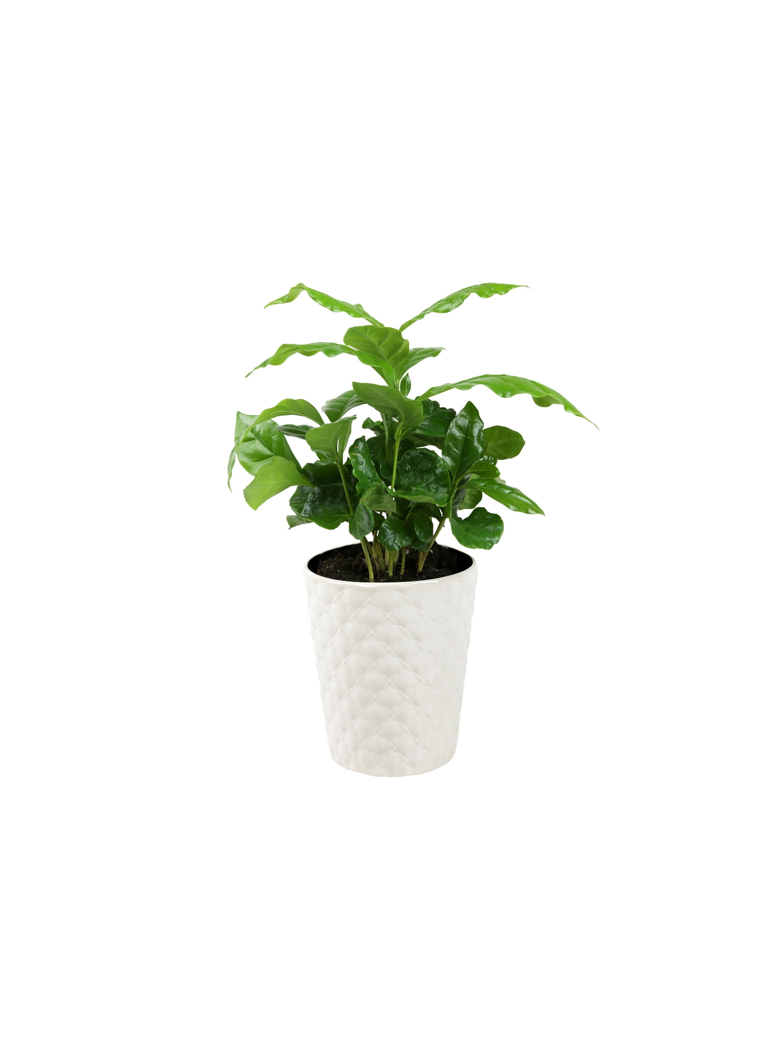 Wild Interiors 12-15" Coffee Live Plant in 5" White Ceramic Pot, House Plant