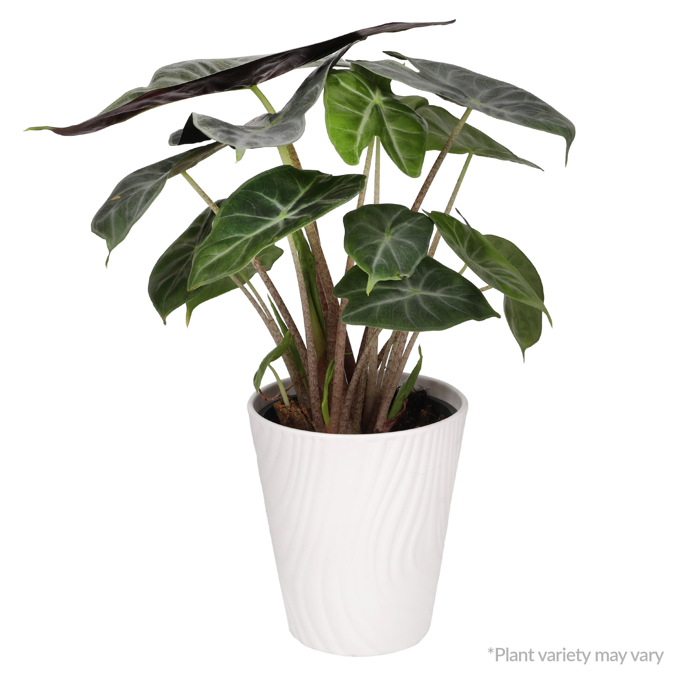 spider plant purchase Buy a Spider Plant Easy Care Live Plant main image 0