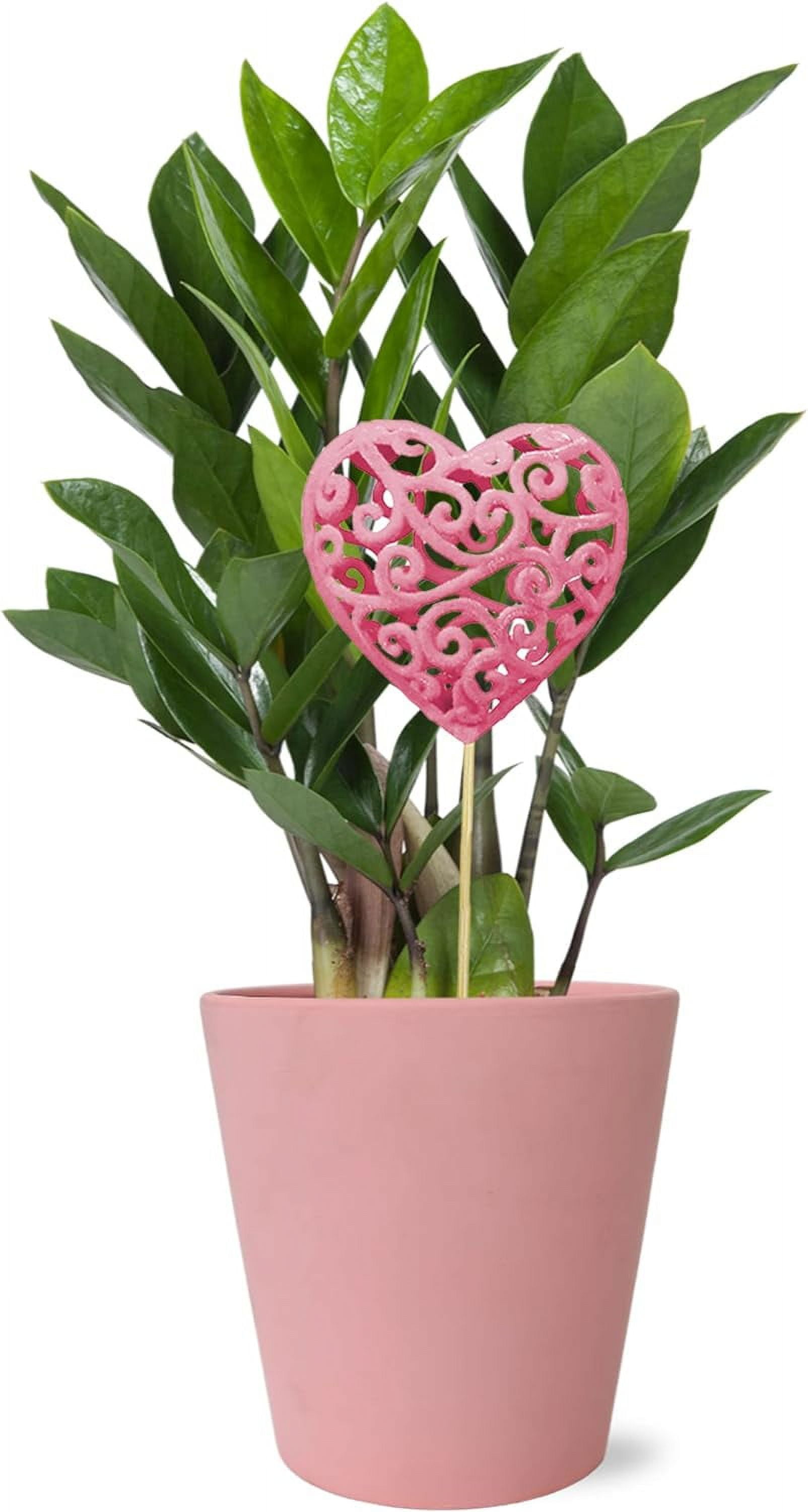 Wild Interiors 13-16" Valentine's Day ZZ Live Plant in 5" Pink Ceramic with Pink Heart, House Plant