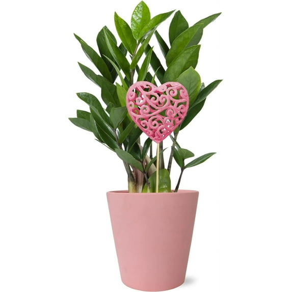Wild Interiors 13-16" Valentine's Day ZZ Live Plant in 5" Pink Ceramic with Pink Heart, House Plant