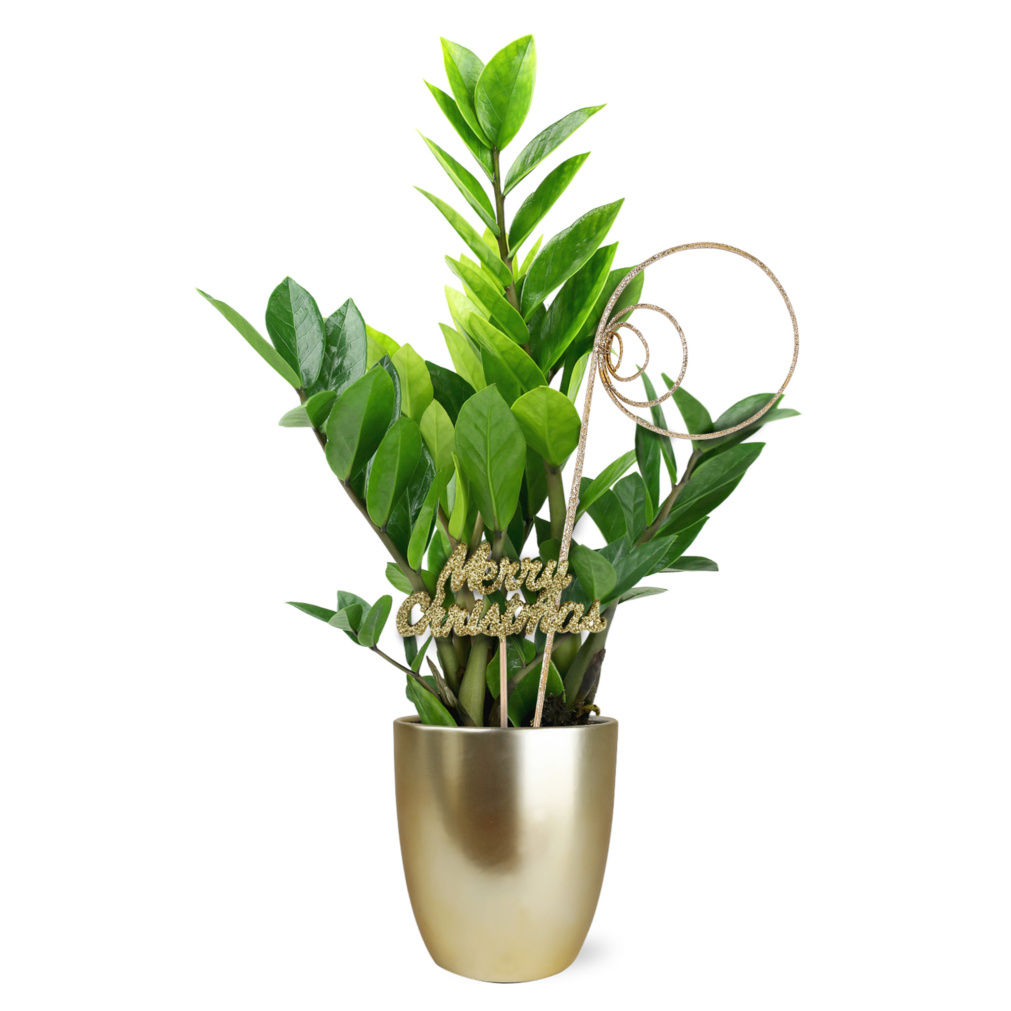 Wild Interiors 1316" ZZ (Zamioculcas Zamiifolia) Live Plant in 5" Gold