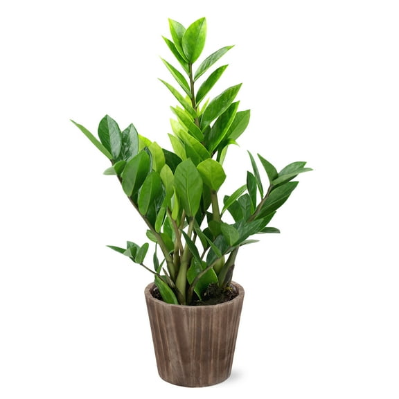 Wild Interiors 13-16" Zamioculcas ZZ Live Plant in 5" Brown Wood Pot, House Plant