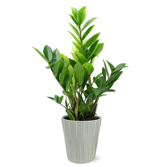 Wild Interiors 13-16" Zamioculcas ZZ Live Plant in 5" Grey Ceramic Pot, House Plant