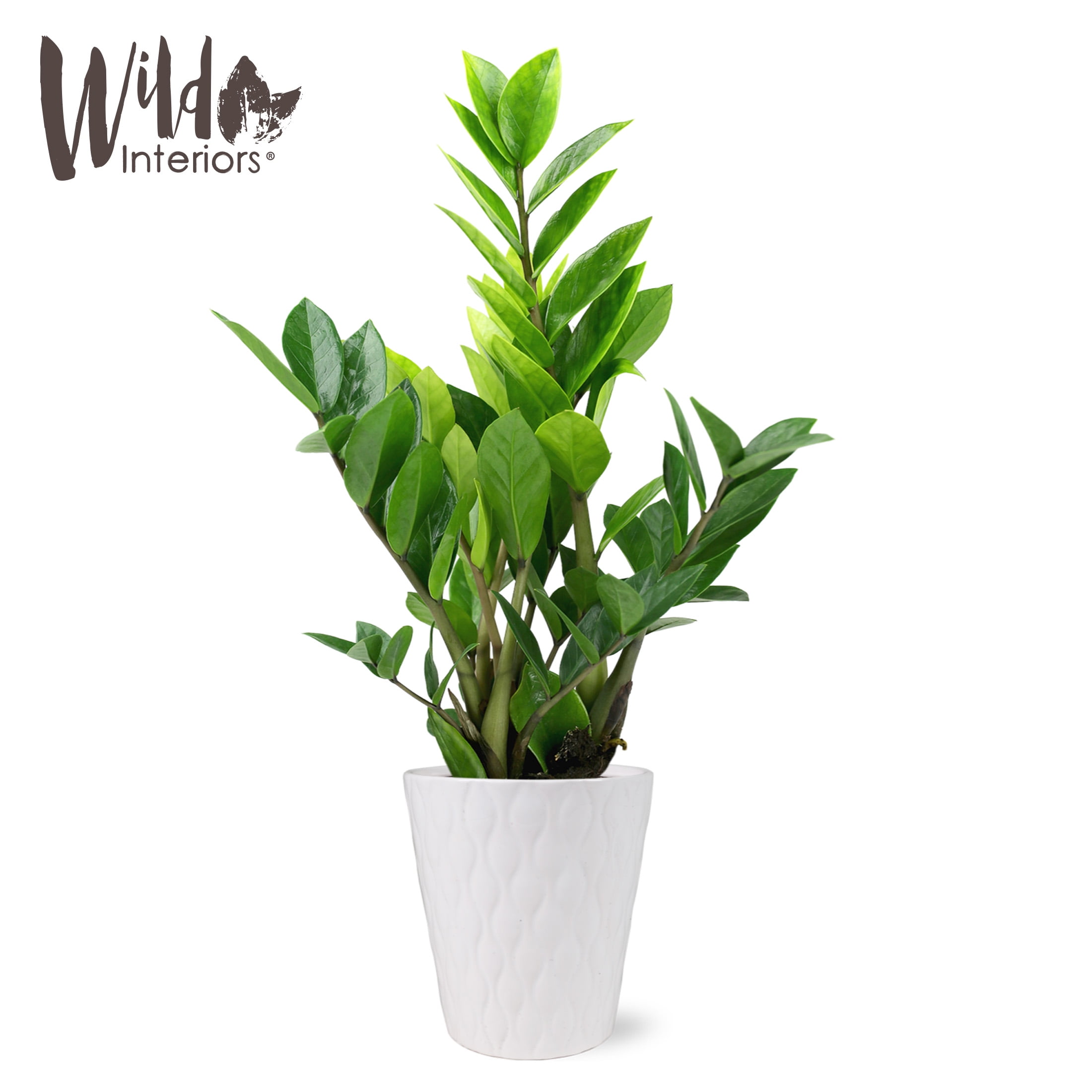 Wild Interiors 1316" Zamioculcas ZZ Live Plant in 5" White Ceramic Pot