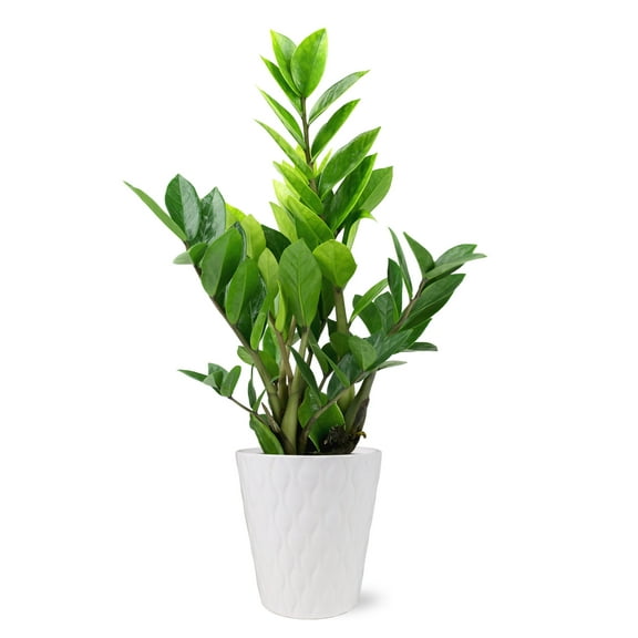 Wild Interiors 13-16" Zamioculcas ZZ Live Plant in 5" White Ceramic Pot, House Plant