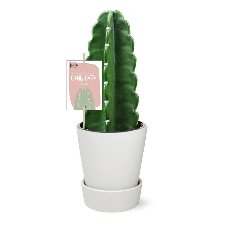 tall potted cactus
