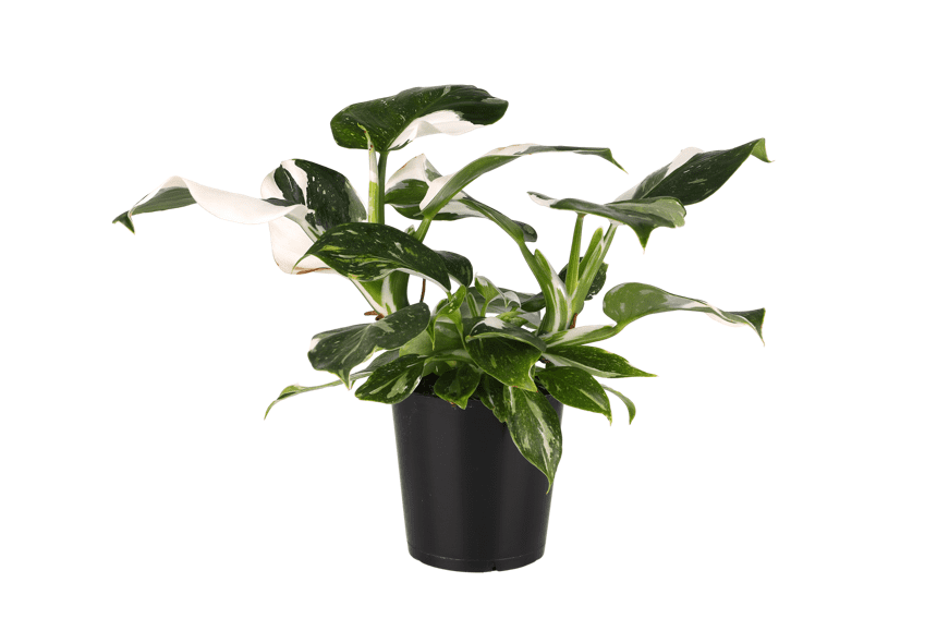 Wild Interiors 14" Philodendron White Wizard Live Plant in 5" Grower Pot, House Plant
