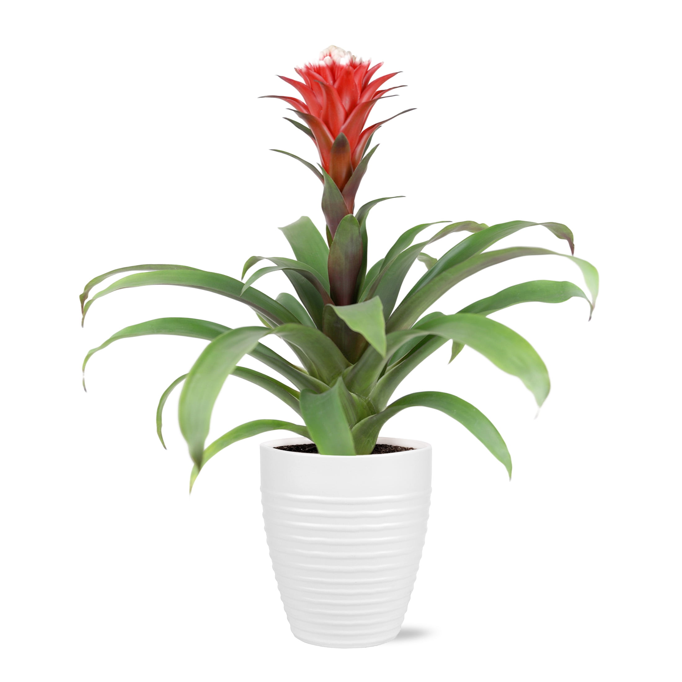 Indoor Plants in Live Plants - Walmart.com