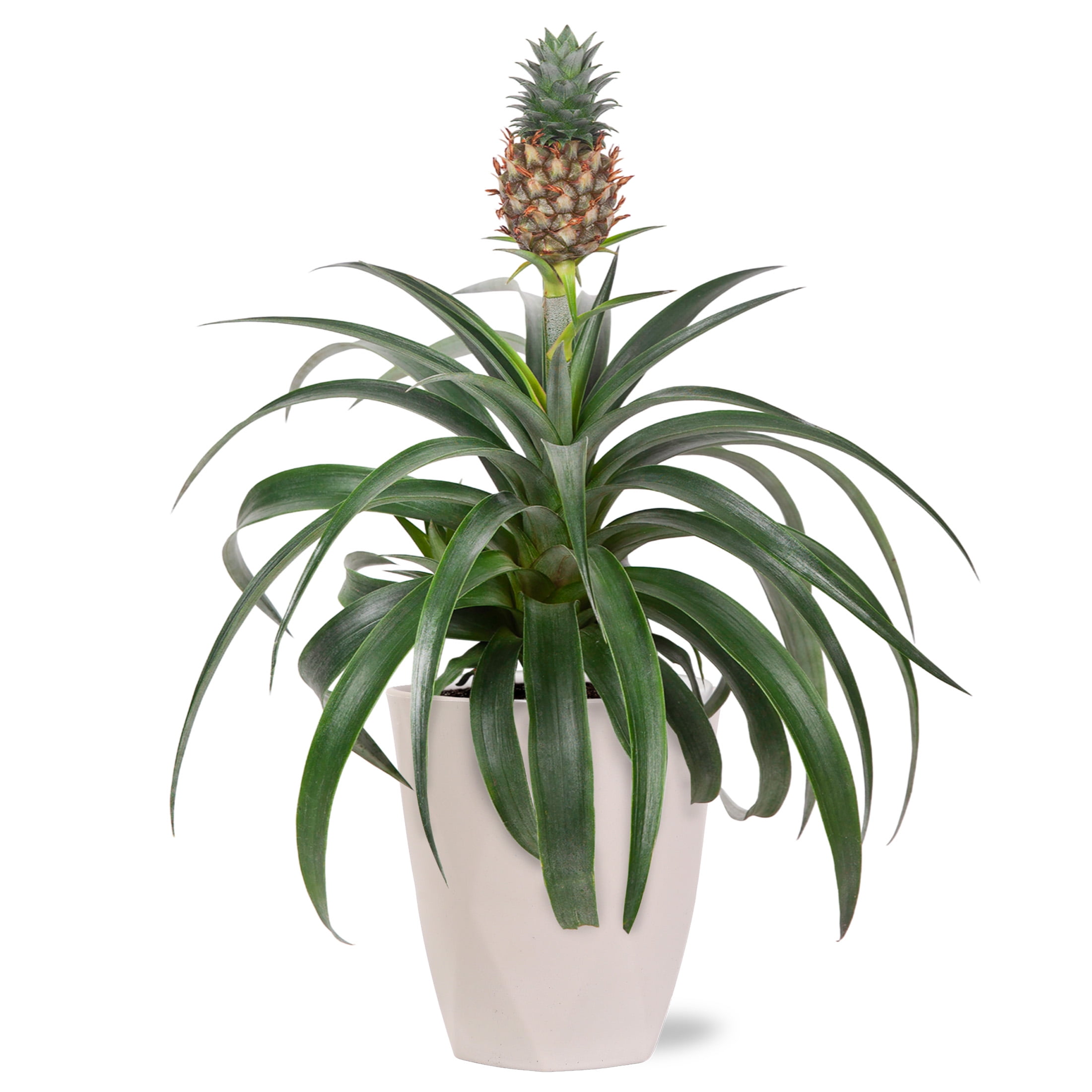 House Plant" Indoor Plants in Live Plants - Walmart.com