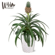 Wild Interiors 14" Tall Pineapple Bromeliad Live Plant in 5" Decorative Ceramic Pot, House Plant