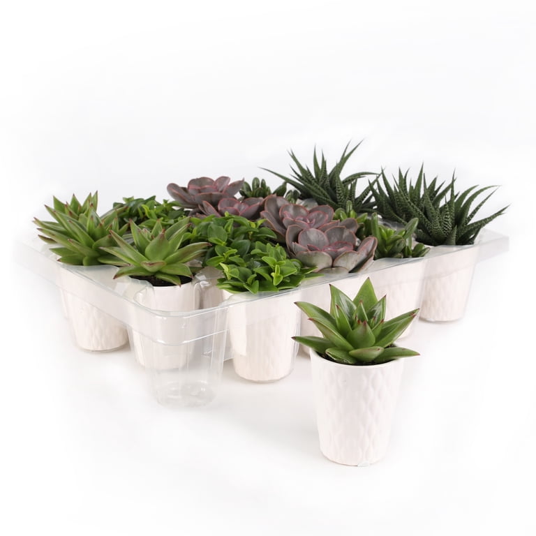 Wild Interiors 20-Pack Mini Succulents Live Plant Party Favors, 4-5 inch Height in 2.5 inch Diamter White Ceramic, House Plant, Size: 1 pt