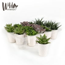 Wild Interiors 20-Pack Mini Succulents Live Plant Party Favors, 4-5" Height in 2.5" Diamter White Ceramic, House Plant