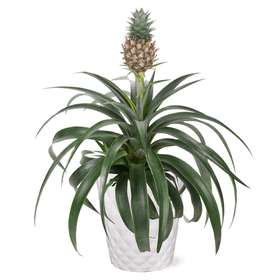 "Wild Interiors 5"" Pineapple Bromeliad Live Plants in 5"" Grower Pots Wild Interiors Merchandise"