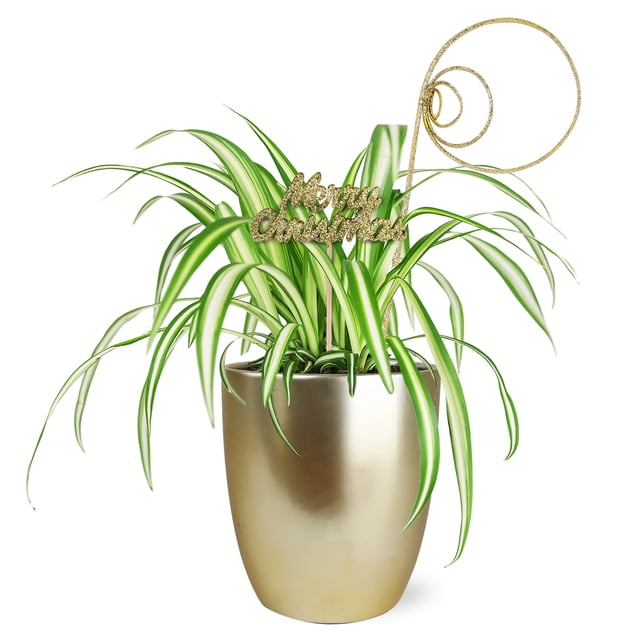 Wild Interiors 6" Variegated Live Spider Plant (Chlorophytum) in 5