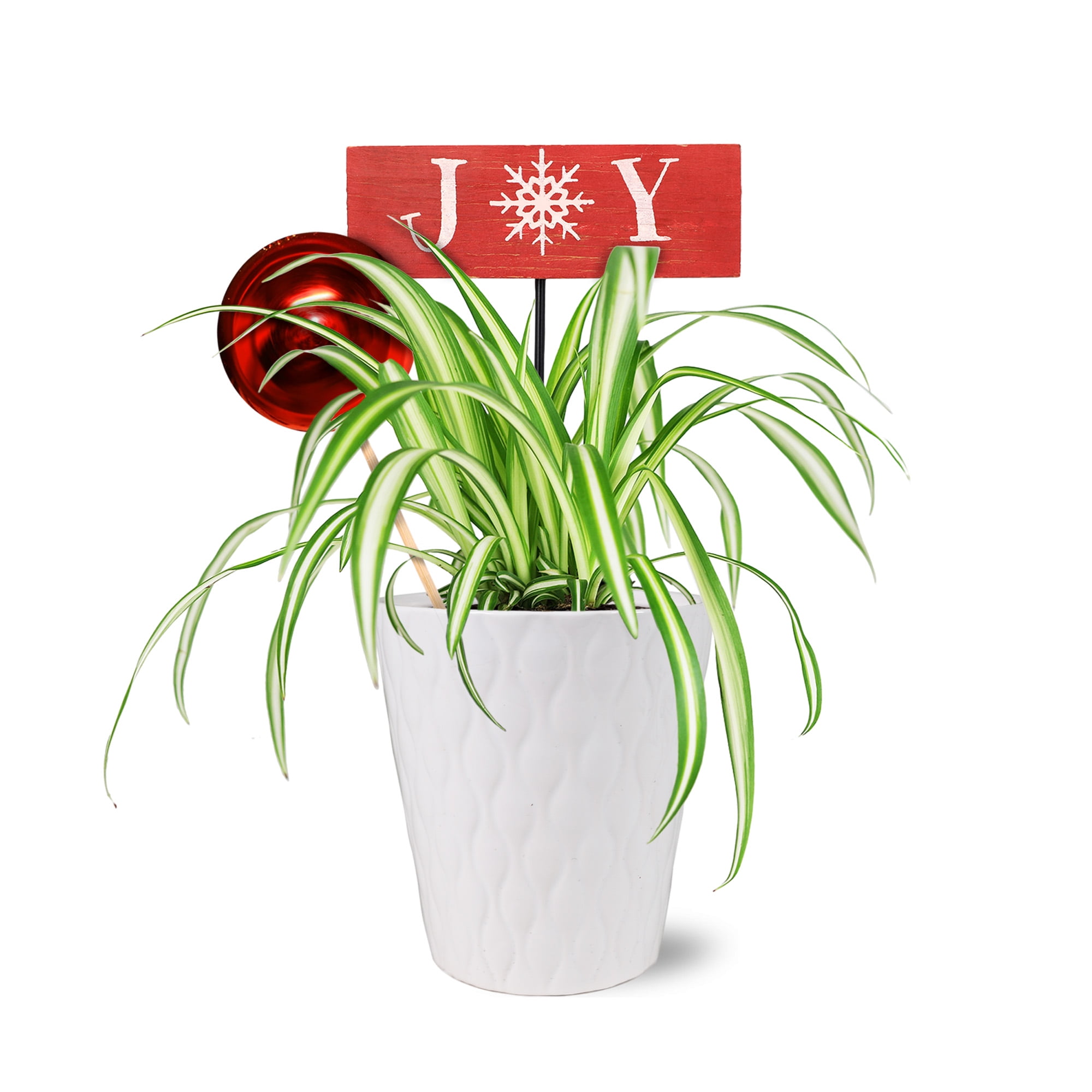 Wild Interiors 6" Variegated Live Spider Plant (Chlorophytum) in 5" White Ceramic Pot with Red Joy & Ornament, House Plant