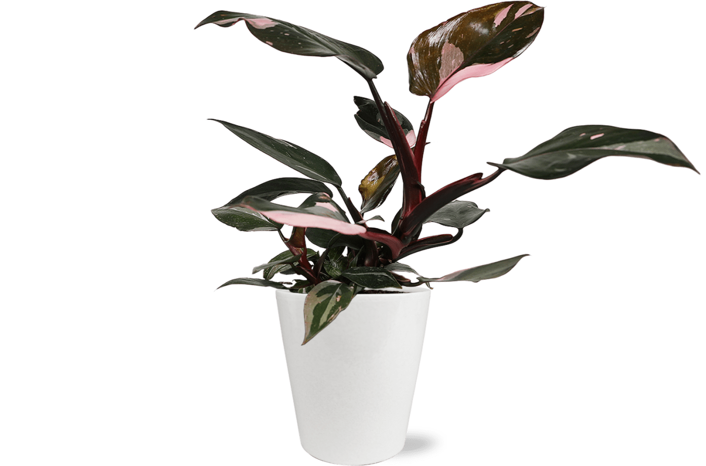 Wild Interiors 8-14" Tall Pink Princess Philodendron Live Plant in 5" White Ceramic Pot, House Plant