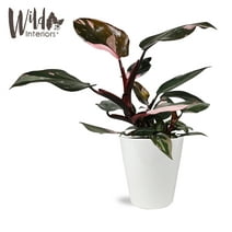 Wild Interiors 8-14" Tall Pink Princess Philodendron Live Plant in 5" White Ceramic Pot, House Plant