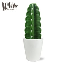 Wild Interiors 9-15" Tall Cuddly Cactus Live Plant in 5" White Ceramic Pot, House Plant