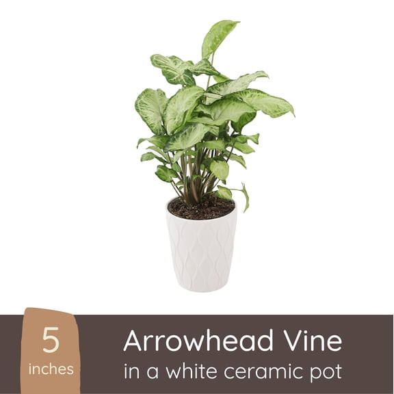Wild Interiors Arrowhead Vine Plant, 7-16 Tall, 5 Ceramic Pot