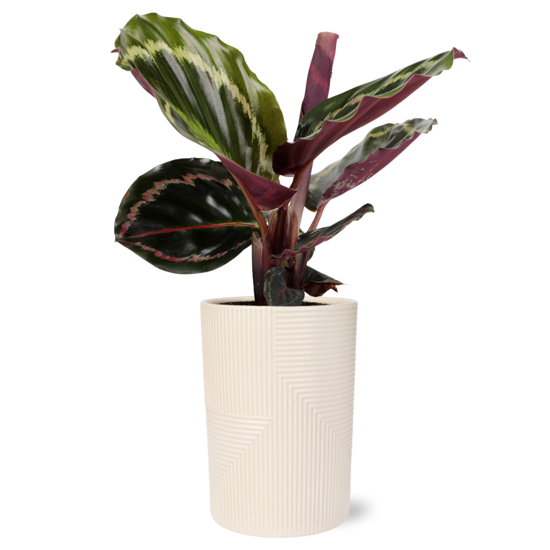 Wild Interiors Calathea Medallion in Neutral Beige Pot – 5in Tropical Houseplant