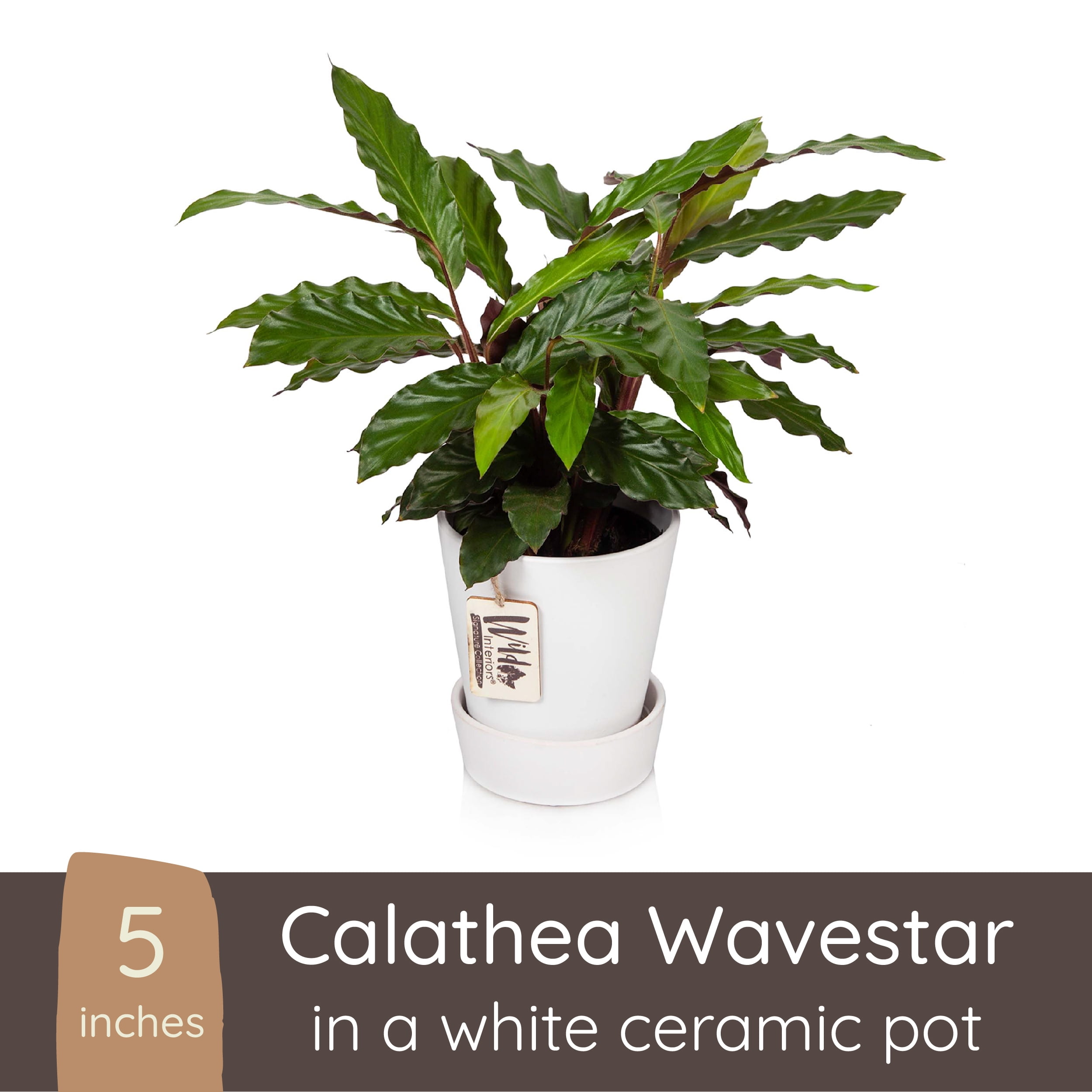 Wild Interiors Calathea Wavestar, 12-18” Tall, 5” Ceramic Pot