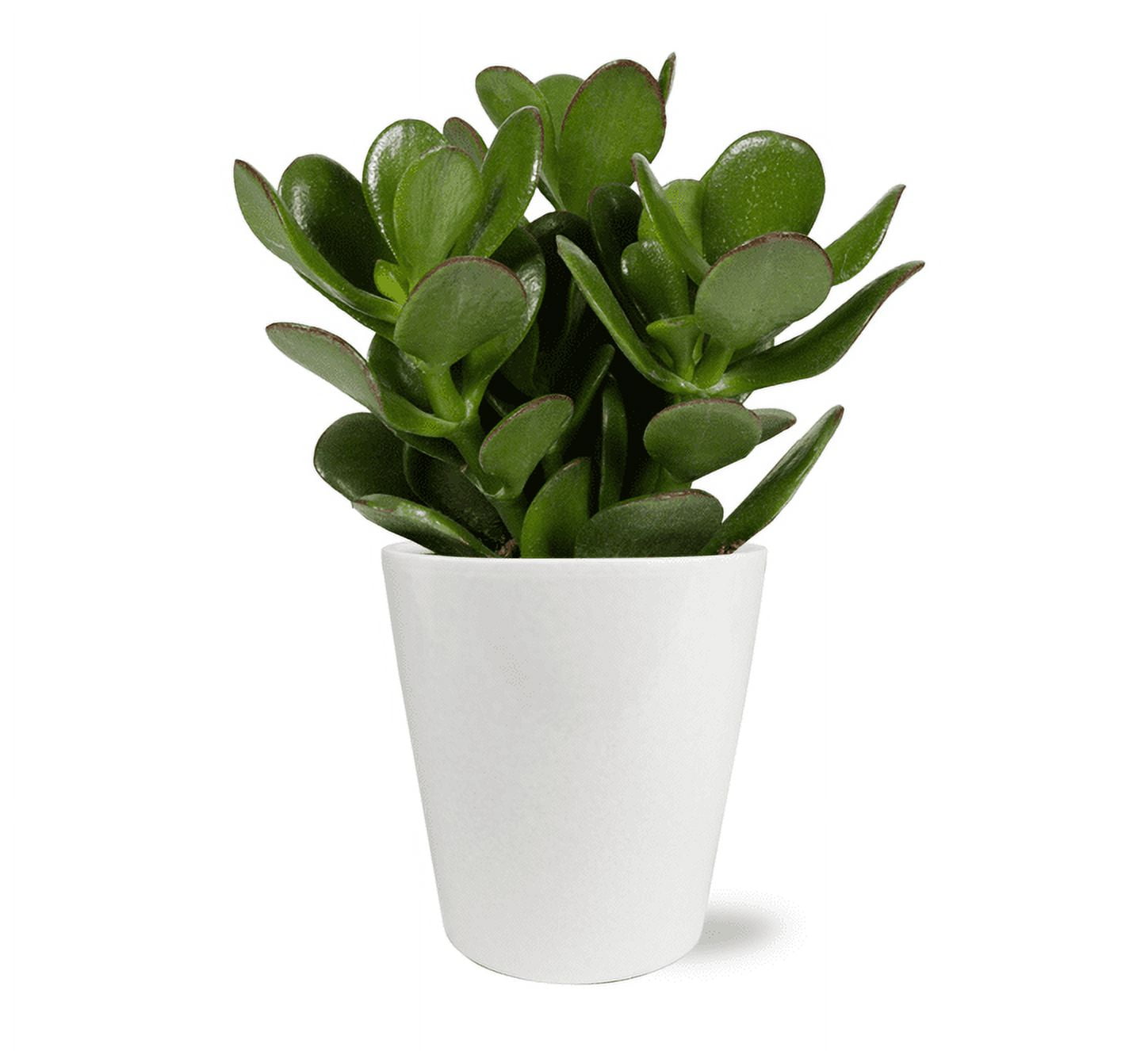 fibre plant pots 96pc Fibre Plant Pots - Perfect Biodegradable Gardening Solution - UK