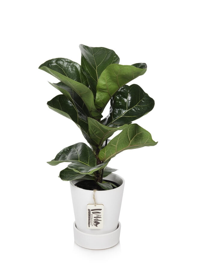 Wild Interiors Dwarf Fiddle Leaf Fig Plant, 2-3’ Tall, 5” Ceramic Pot