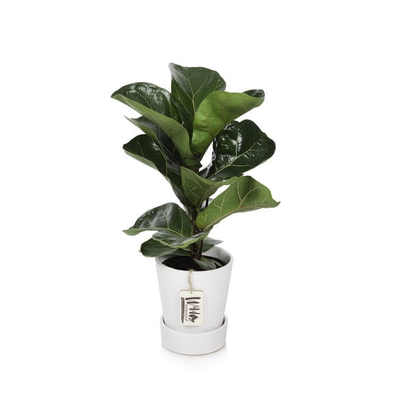 Wild Interiors Dwarf Fiddle Leaf Fig Plant, 2-3’ Tall, 5” Ceramic Pot