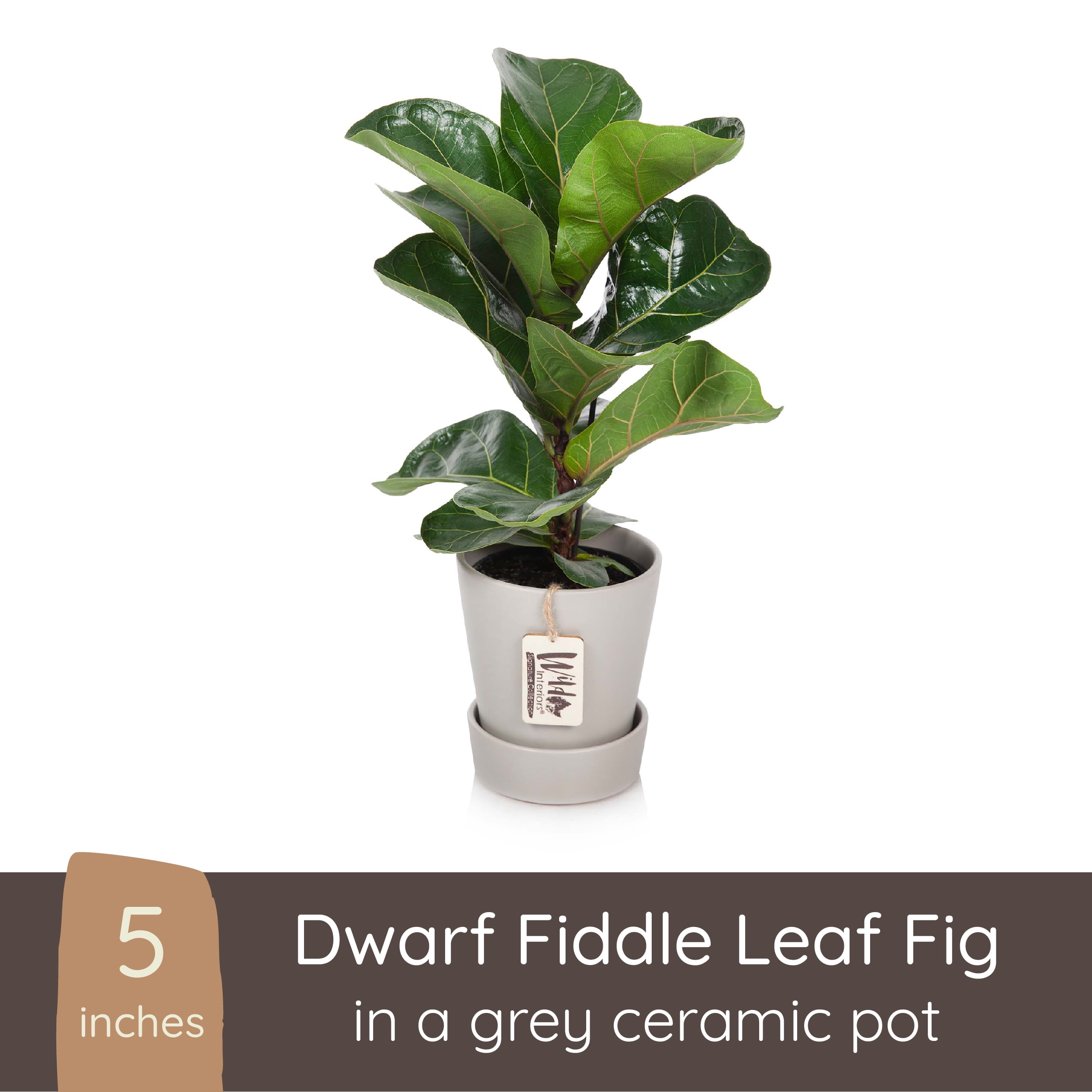 Wild Interiors Dwarf Fiddle Leaf Fig Plant, 2-3’ Tall, 5” Ceramic Pot
