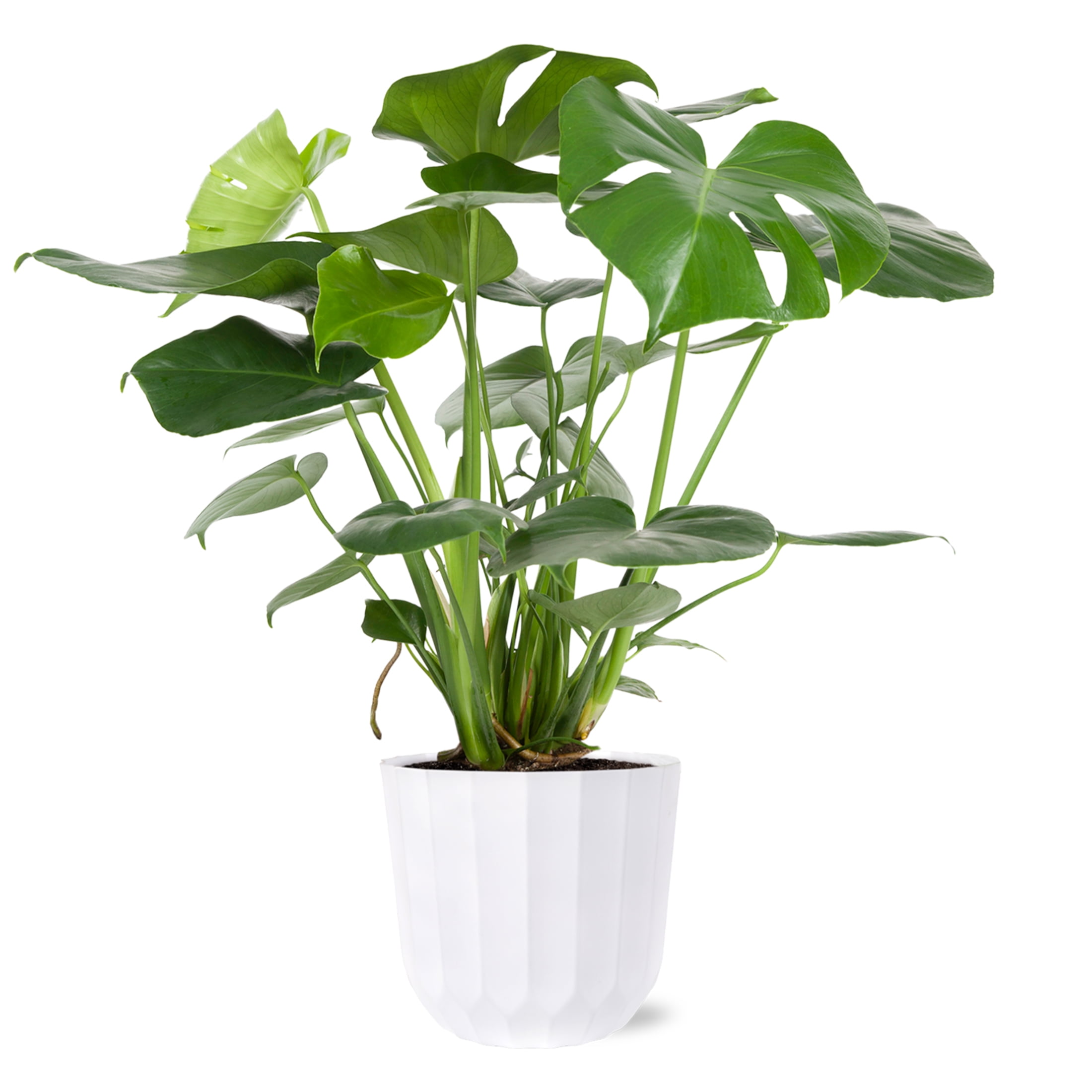 Wild Interiors Elegant Monstera in White Ceramic Pot – 8in