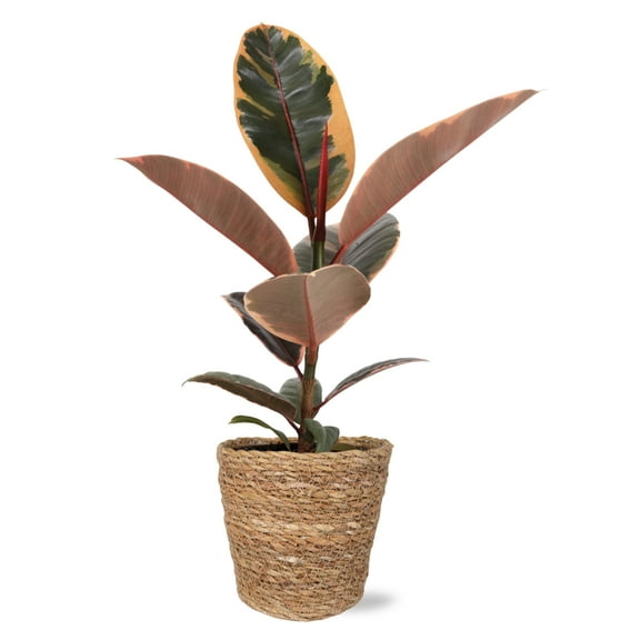 Wild Interiors Ficus Belize in Handwoven Seagrass Pot  5in Tropical Charm