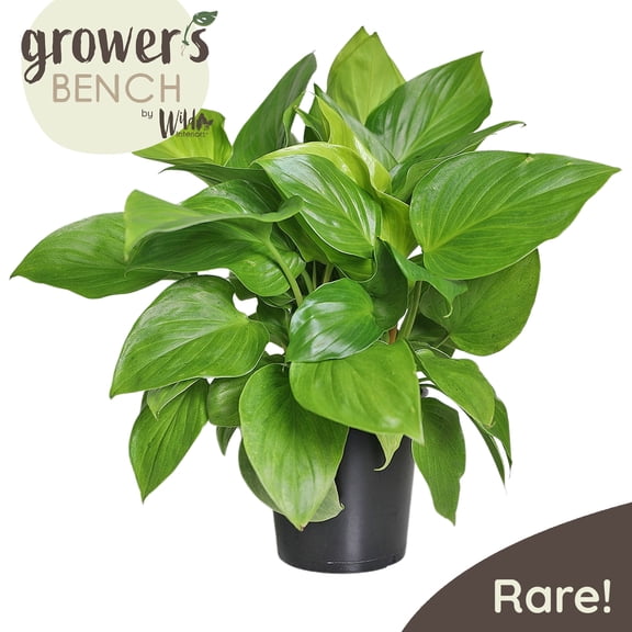 Wild Interiors Homalomena Green and Yellow Sunshine Gem Live Plants in 5" Grower Pot, House Plant